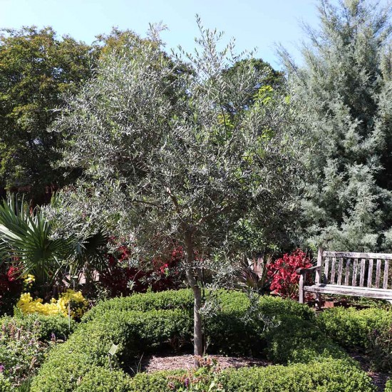 Arbequina Zeytin Fidanı 