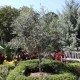 Arbequina Zeytin Fidanı 