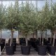 Arbequina Zeytin Fidanı 