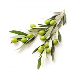 Arbequina Zeytin Fidanı 