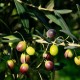 Frantoio Zeytin Fidanı 