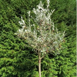 Leccino Zeytin Fidanı 