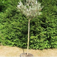 Leccino Zeytin Fidanı 