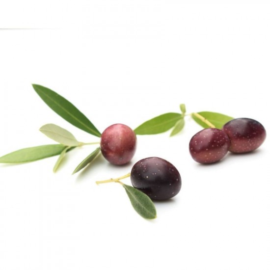 Leccino Zeytin Fidanı 