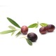 Leccino Zeytin Fidanı 